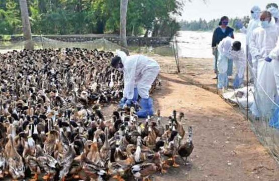 बर्ड फ्लू: केरल के दो जिलों में एच5एन1 वायरस की पुष्टि होने पर हजारों बत्तखों को मारा