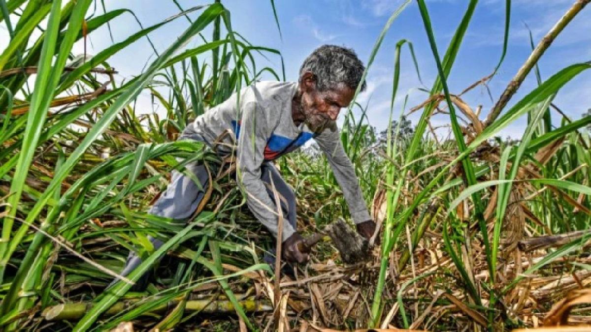 किसानों के गन्ना बकाये के भुगतान के लिये सरकार उचित उपाय करे- संसदीय समिति