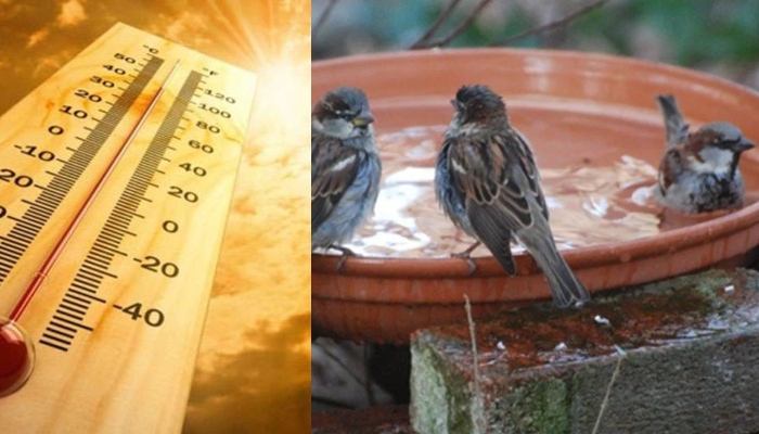 कानपुर: 42 डिग्री के पार पहुंचा तापमान, इंसानों के साथ-साथ पशु-पक्षी भी  बेहाल, मौसम विभाग ने दी चेतावनी - Amrit Vichar