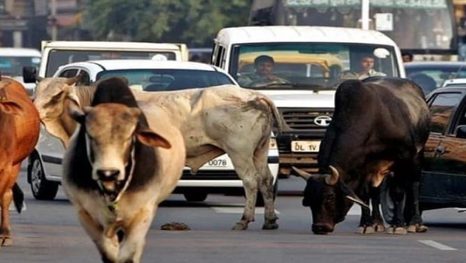 गुजरात में आवारा पशुओं को सड़कों पर भटकने से रोकने के लिए एक विधेयक पारित 