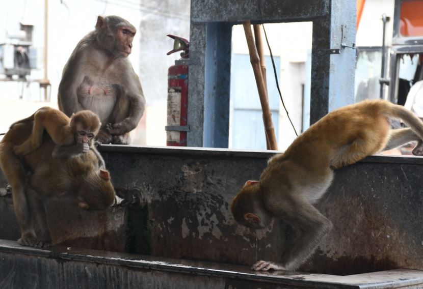 बरेली: रोडवेज और रेलवे स्टेशन पर बंदरों का आतंक, यात्रियों का सामान छीनकर ले जा रहे, भगाने पर हो रहे हमलावर