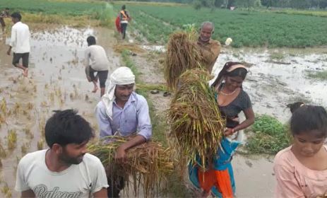 बरेली: बारिश अपने पीछे छोड़ गई तबाही का मंजर, धान की फसल बर्बाद, खून के आंसू रो रहा किसान