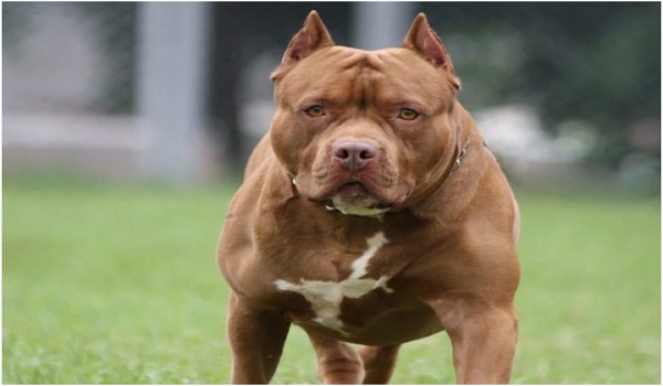 कभी पसंदीदा था…आज जानलेवा है, Pitbull… Now It’s Not So Cool!