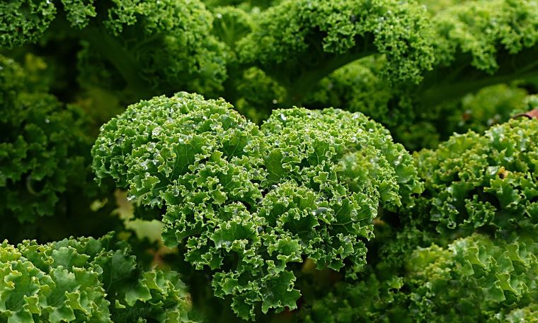 Kale Benefits: दिमाग को एनर्जी और आंखों की रोशनी के लिए फायदेमंद है केल, ऐसे करें सेवन