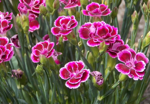 dar-pink-color-carnation-flower