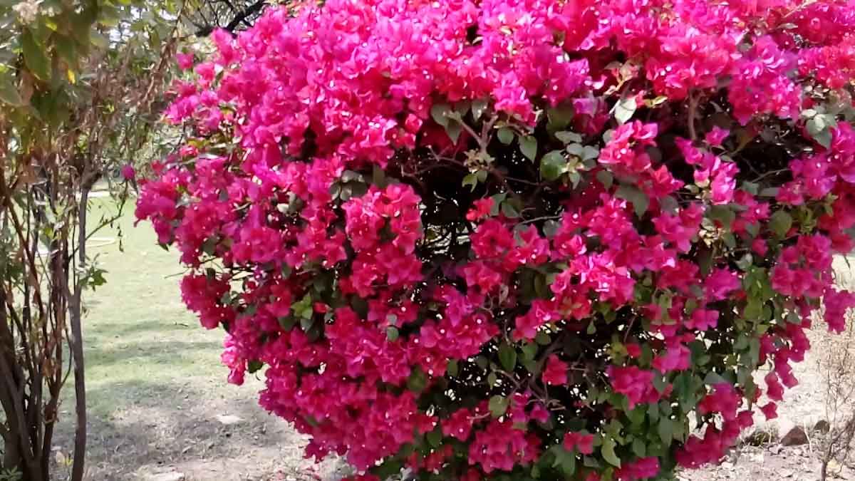 fertilizer-for-bougainvillea-plant