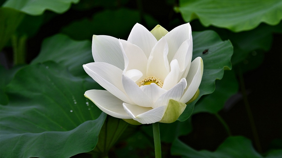 White-Lotus