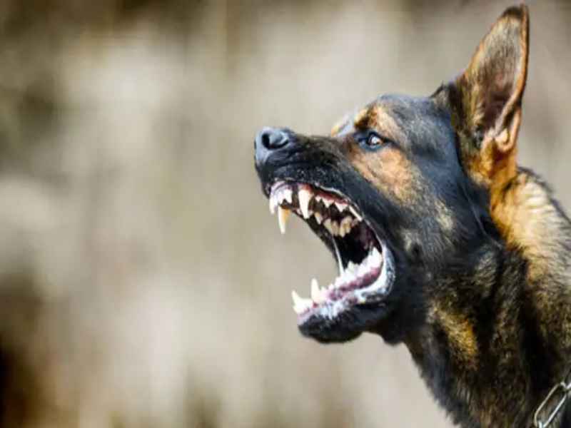 Dog Bite: लखनऊ में कुत्तों का आतंक जारी, महिला के चेहरे पर काटा 