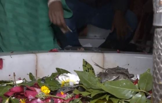 Video : सूरत के इस मंदिर में भोलेनाथ को चढ़ाते हैं जिंदा केकड़े, अनोखी है वजह