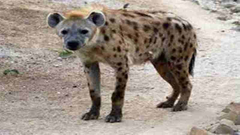 hyena-in-hindi