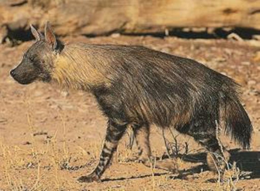 Parahyaena_brunnea_3