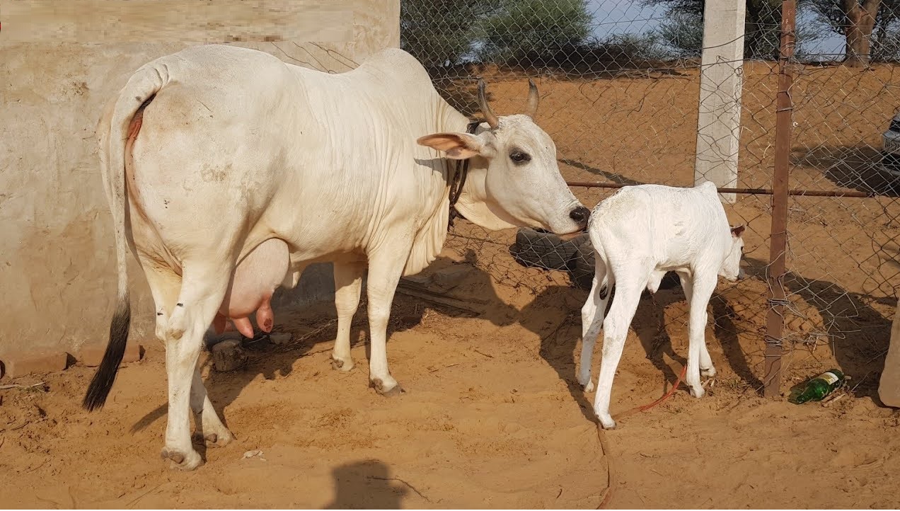 बरेली : जीरो बजट खेती... किसान के पास न देसी गाय न कोई और उपाय