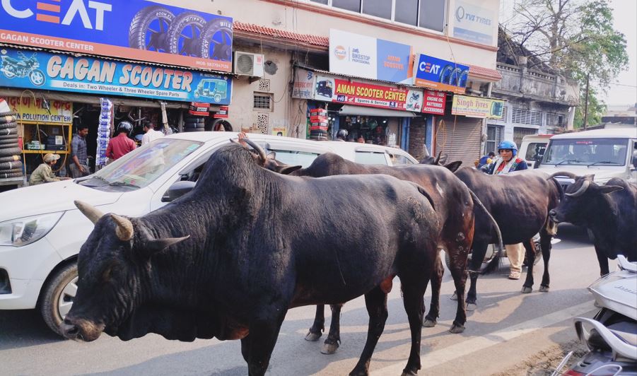 हल्द्वानीः सड़कों पर घूमते आवारा पशु बन रहे हादसों का कारण, कुमाऊं का आंकड़ा जानकर रह जाएंगे हैरान