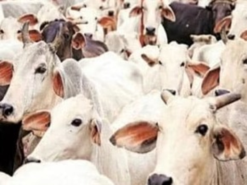 गौशाला की बदतर हालत का वीडियो वायरल होने पर जागे जिम्मेदार