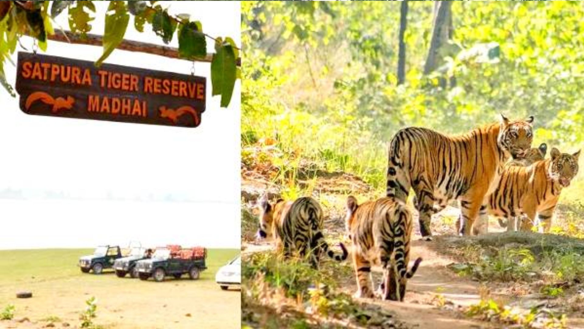 उत्कृष्ट प्रबंधन में सतपुड़ा टाइगर रिजर्व देश में द्वितीय तथा मध्यप्रदेश में प्रथम 