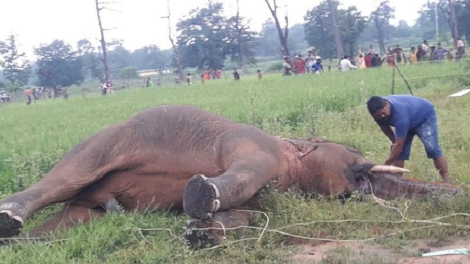 छत्तीसगढ़: रायगढ़ में खेत में मिला मृत हाथी, करंट लगने से मौत की आशंका