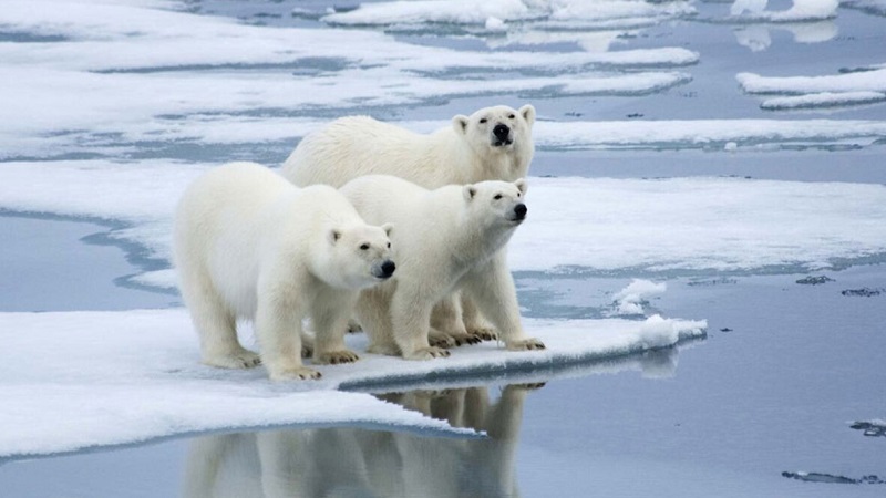 Global warming: समुद्री बर्फ पिघलने से ‘Polar bear’ का जीवन हुआ मुश्किल, आबादी में हुई गिरावट 