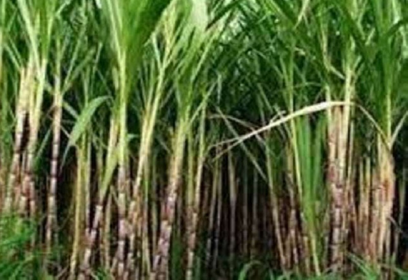 रुद्रपुर: यूएसनगर-नैनीताल में गन्ने का रकबा हुआ कम, प्रति हेक्टेयर गन्ने का उत्पादन बढ़ा