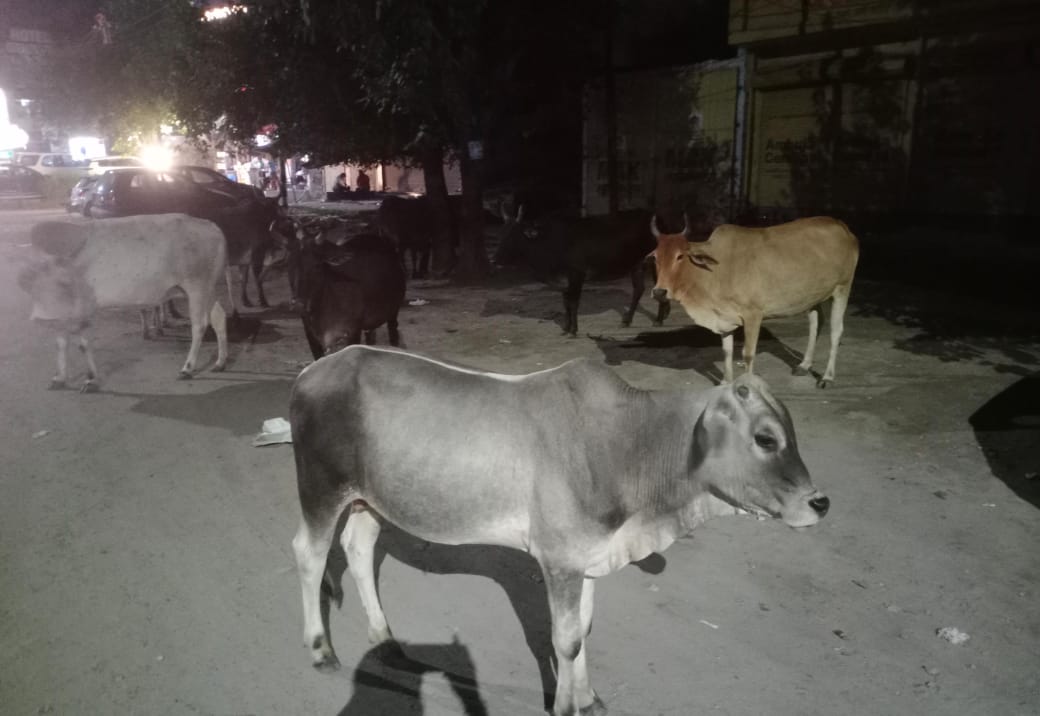 बरेली: गोपाष्टमी पर एक तरफ पूजा, दूसरी तरफ भटकती रहीं गायें, गोशालाओं में पूजन हुआ तो कई जगह मिली बदहाल तस्वीर 