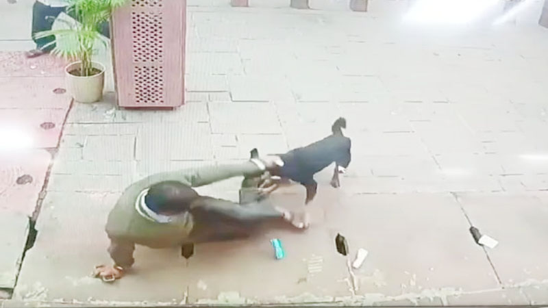आगरा: ताजमहल पर बढ़ती जा रहीं dog bite की घटनाएं, कुत्ते ने पर्यटक पर किया हमला, जगह-जगह काटा, हड़कंप