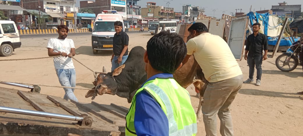 शाहजहांपुर: कैसे पकड़ेंगे छुट्टा पशु, छह निकायों ने वाहन ही नहीं खरीदे