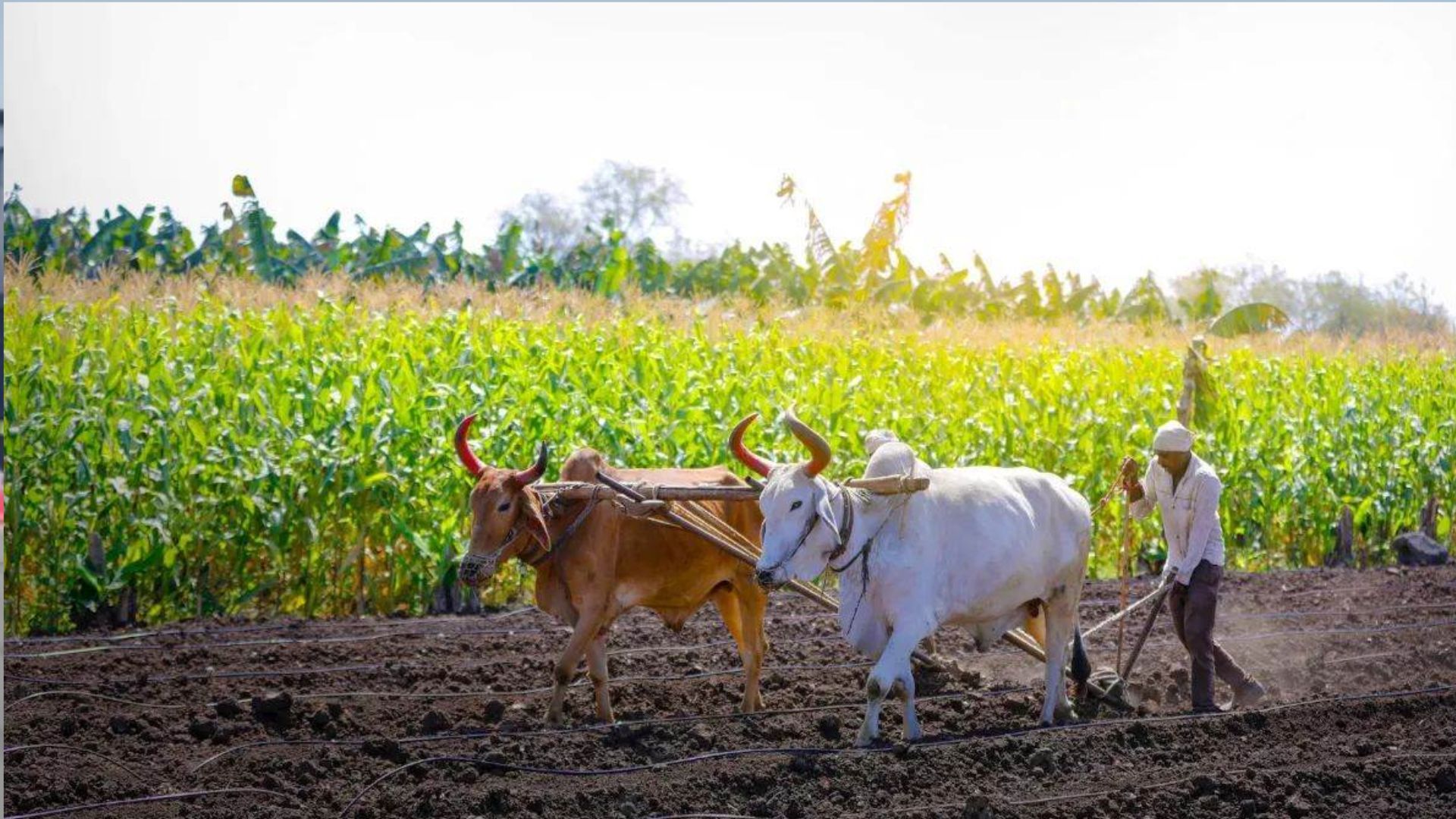 बरेली: बिथरी और भुता ब्लाक में 2.42 करोड़ से बनेंगे किसान कल्याण केंद्र