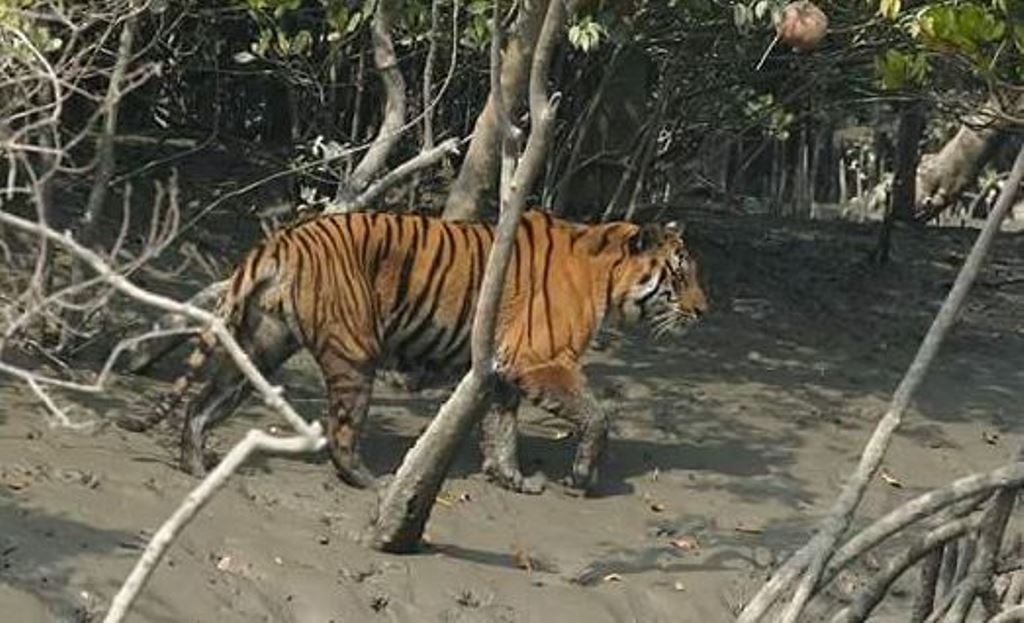 पीलीभीत: बाघ संरक्षण के दावे..आखिर कहां गुम हो गए हैं अमरिया के बाघ, ओम और त्रिशूल भी गायब?