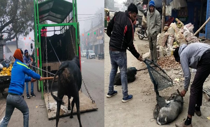 बरेली में आवारा सांड और कुत्तों का आतंक, निगम की टीम ने पकड़कर पशु आश्रय स्थल