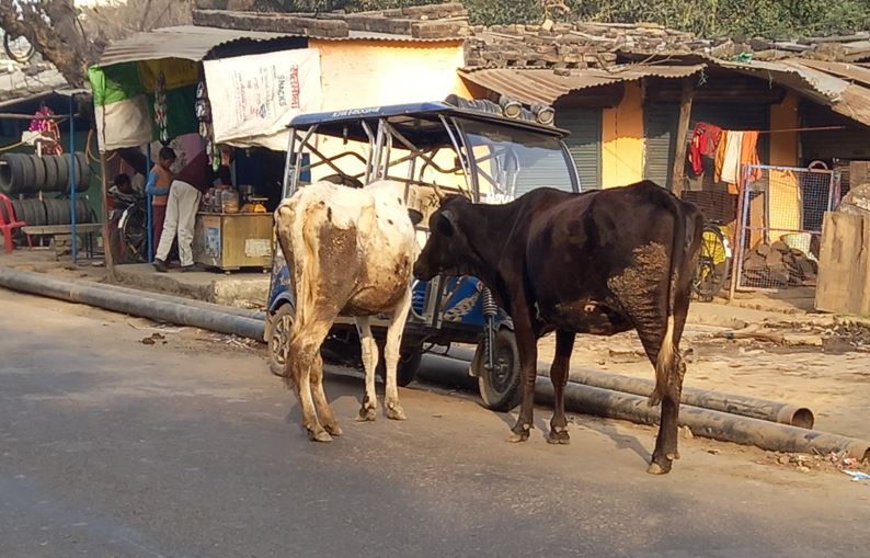 शाहजहांपुर: तीन साल में चली गईं 18 से ज्यादा जान, फिर भी सड़क से नहीं हट सके पशु