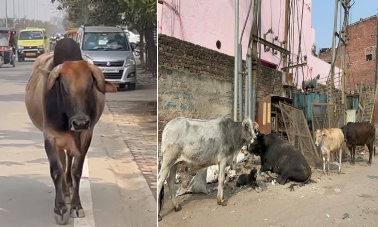 बरेली: खुलेआम सड़कों पर मौत बनकर घूम  रहे सांड, जिलाधिकारी के आदेश हवा-हवाई