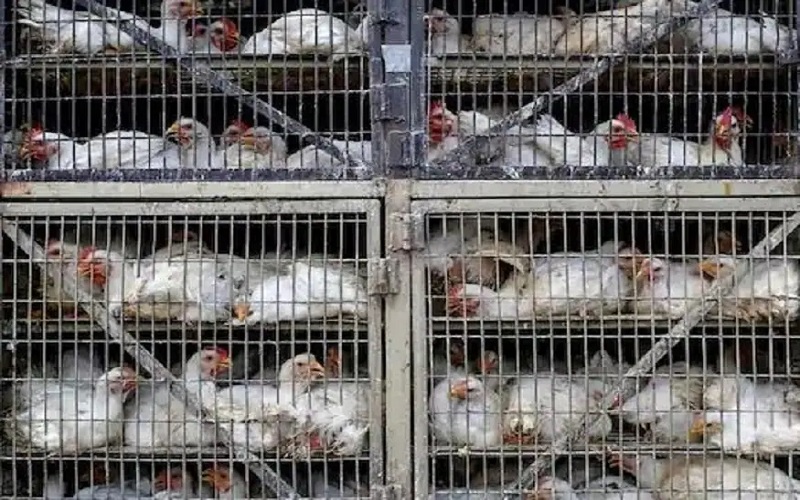 जापान में बर्ड फ्लू की पुष्टि के बाद 14 हजार पक्षियों को मारा, 10 किमी के दायरे में 15 फार्मों की साढ़े तीन लाख पक्षियों के आवाजाही पर प्रतिबंध