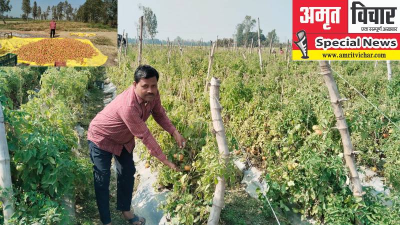 बाराबंकी: फल और सब्जियों के अटूट प्रेम से समृद्ध हो रही सलीम की जिंदगी, सीजन में अबतक बेच चुके है दो लाख का टमाटर 