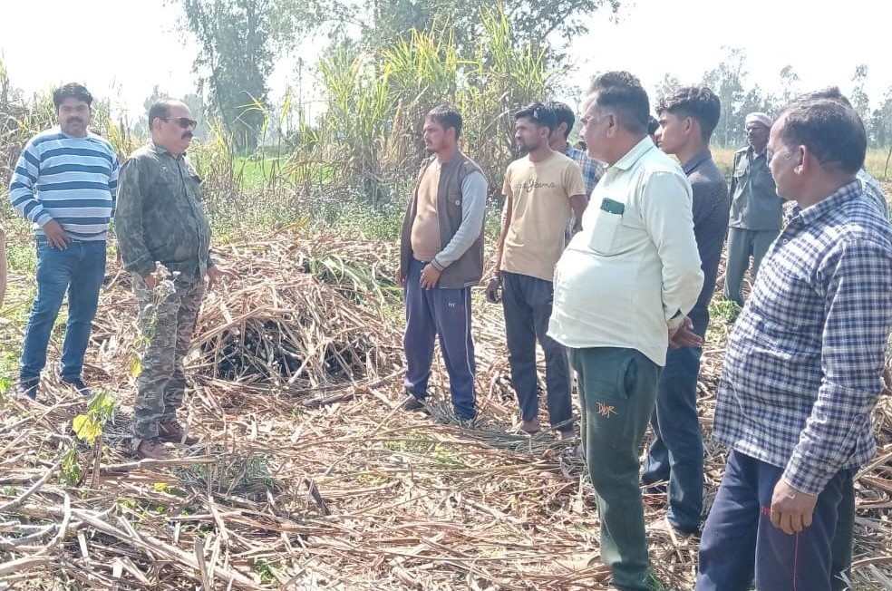 शाहजहांपुर: अब नरौठा में दिखी तेंदुआ की चहलकदमी, आस-पास के गांव में फैली दहशत