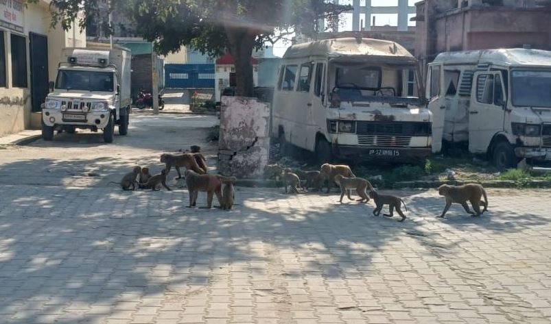 Kasganj News: शहर के सामुदायिक स्वास्थ्य केंद्रों पर बंदरों का आंतक, आवासों में रह रहे स्वास्थ्य कर्मी रहते हैं दहशतजदा