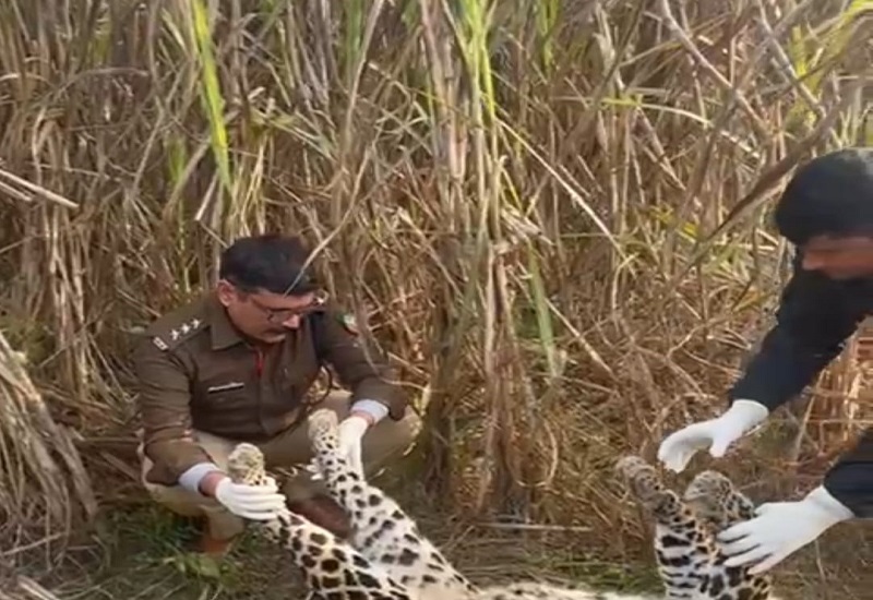 बिजनौर : खेत में मादा गुलदार का शव मिलने से सनसनी, शव को पोस्टमार्टम के लिए भेजा