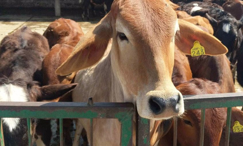 शाहजहांपुर: गोशाला में पशुओं के मरने के मामले में कार्रवाई, चार अधिकारी और तीन कर्मचारी की सेवा समाप्त