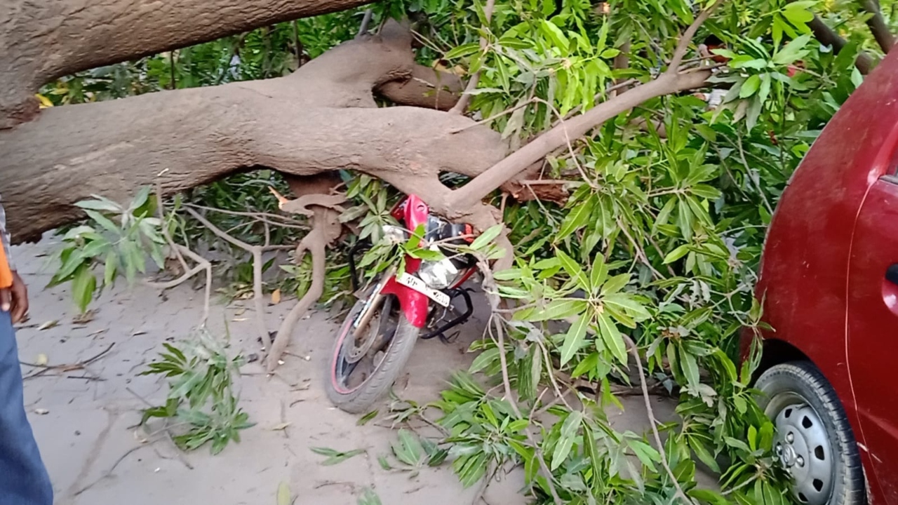 Video: बहराइच अस्पताल में लगा विशालकाय पेड़ गिरा, दर्जनों बाइक क्षतिग्रस्त-टला बड़ा हादसा