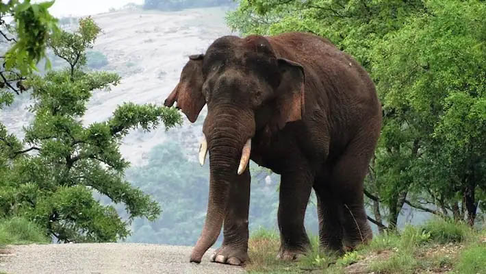 रामनगर: सूंड से जकड़ कर हाथी ने कई बार जमीन पर पटका फिर कुचला, ग्रामीण की दर्दनाक मौत