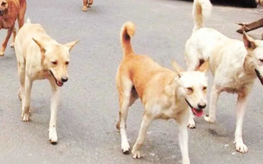 Bareilly News: नगर निगम से जुड़े कुत्तों का खून बेचने वालों के तार, पुलिस ने टीम को बुलाकर की पूछताछ
