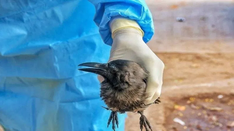 किच्छा: बाग में लगाए गए जाल में फंसकर दर्जनों पक्षियों की मौत 