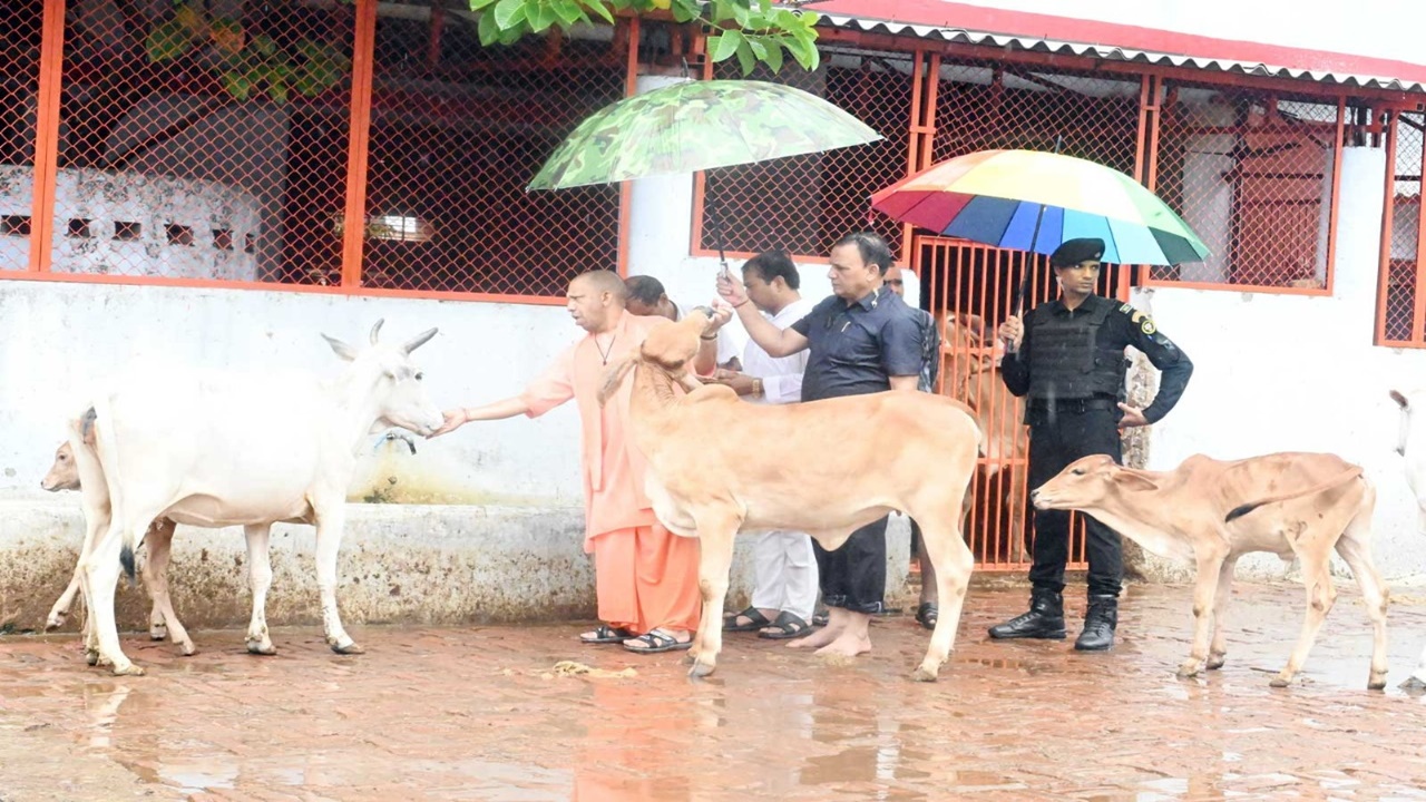 गोरखपुर: झमाझम बारिश के बीच CM योगी ने  गोरखनाथ मंदिर में की गो सेवा, गोवंशों को खिलाया गुड़
