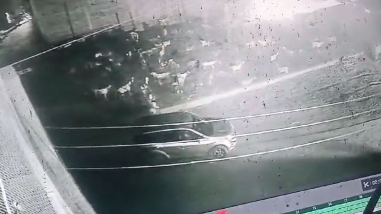 Kanpur के VIP चोर: आधी रात XUV से आए, बकरी को कार में रखा और हो गए रफूचक्कर...CCTV में वारदात कैद