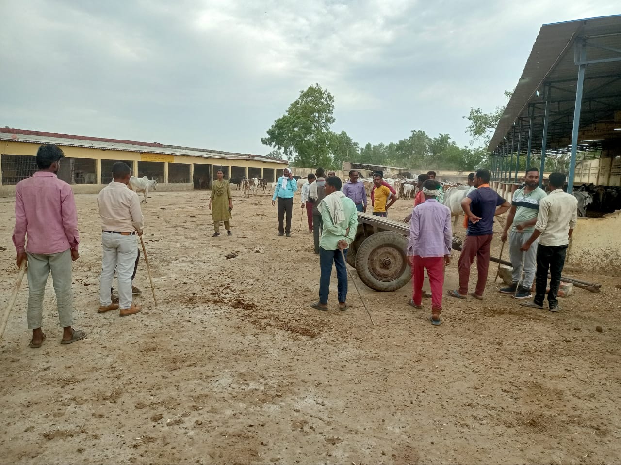 पीलीभीत: देवीपुरा गौशाला में और तीन गोवंशों की मौत..पशुओं की संख्या को अभी नहीं सुलझा पेंच, तीसरी बार हुई गोवंश की गिनती