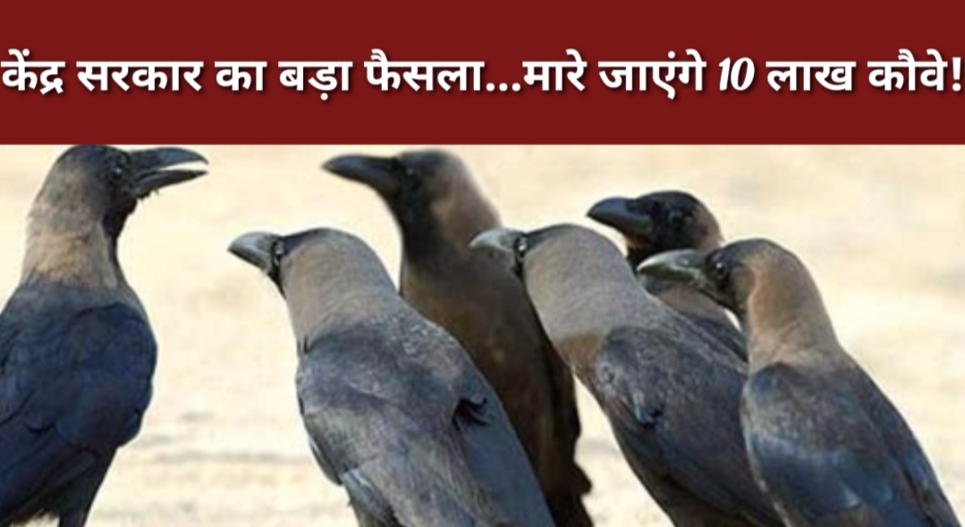 'कौवों' को लेकर केंद्र सरकार का बड़ा फैसला...6 महीने में मारे जाएंगे 10 लाख कौवे!