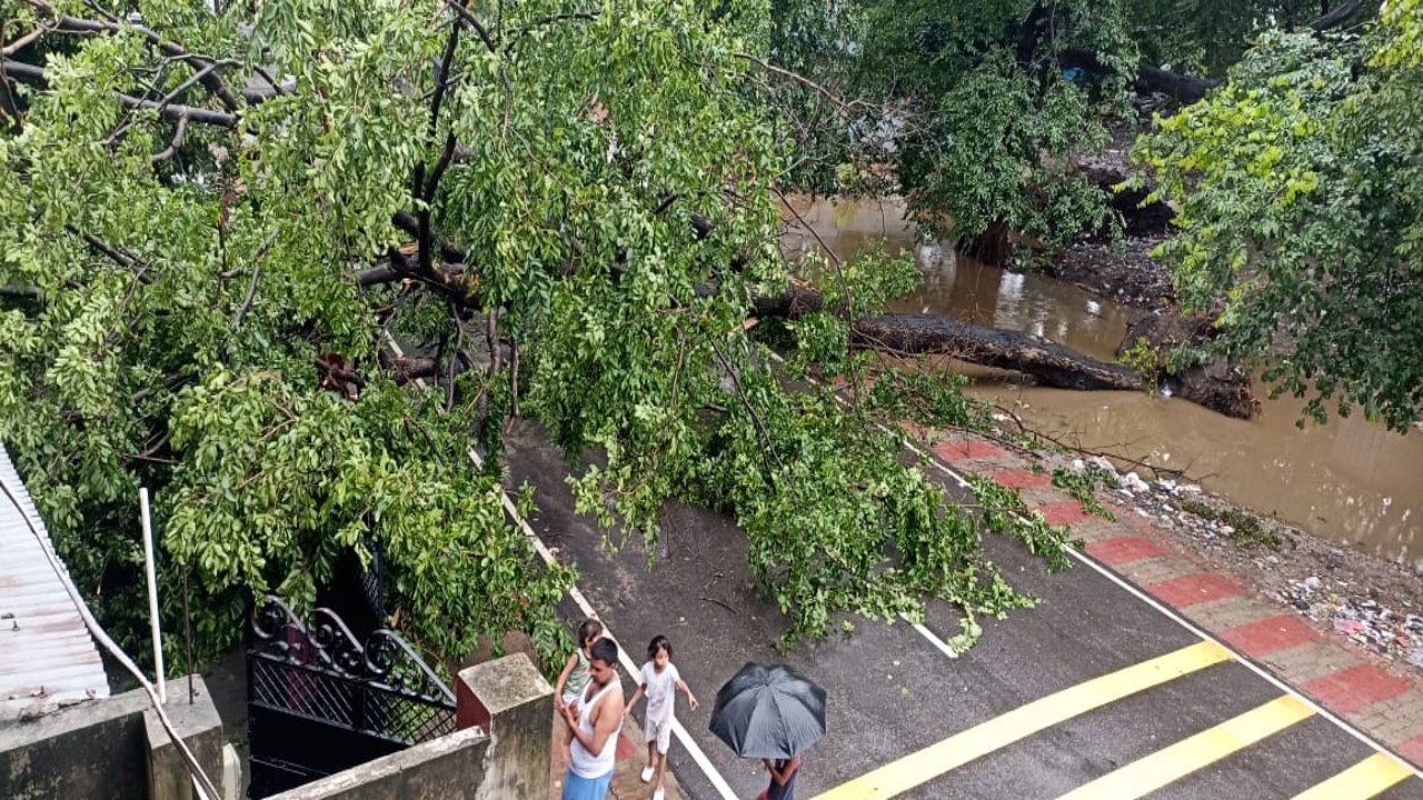 बहराइच: बारिश में गिरा पेड़, मिहीपुरवा-बिछिया और शहर के बाईपास मार्ग पर वाहनों का आवागमन बंद 