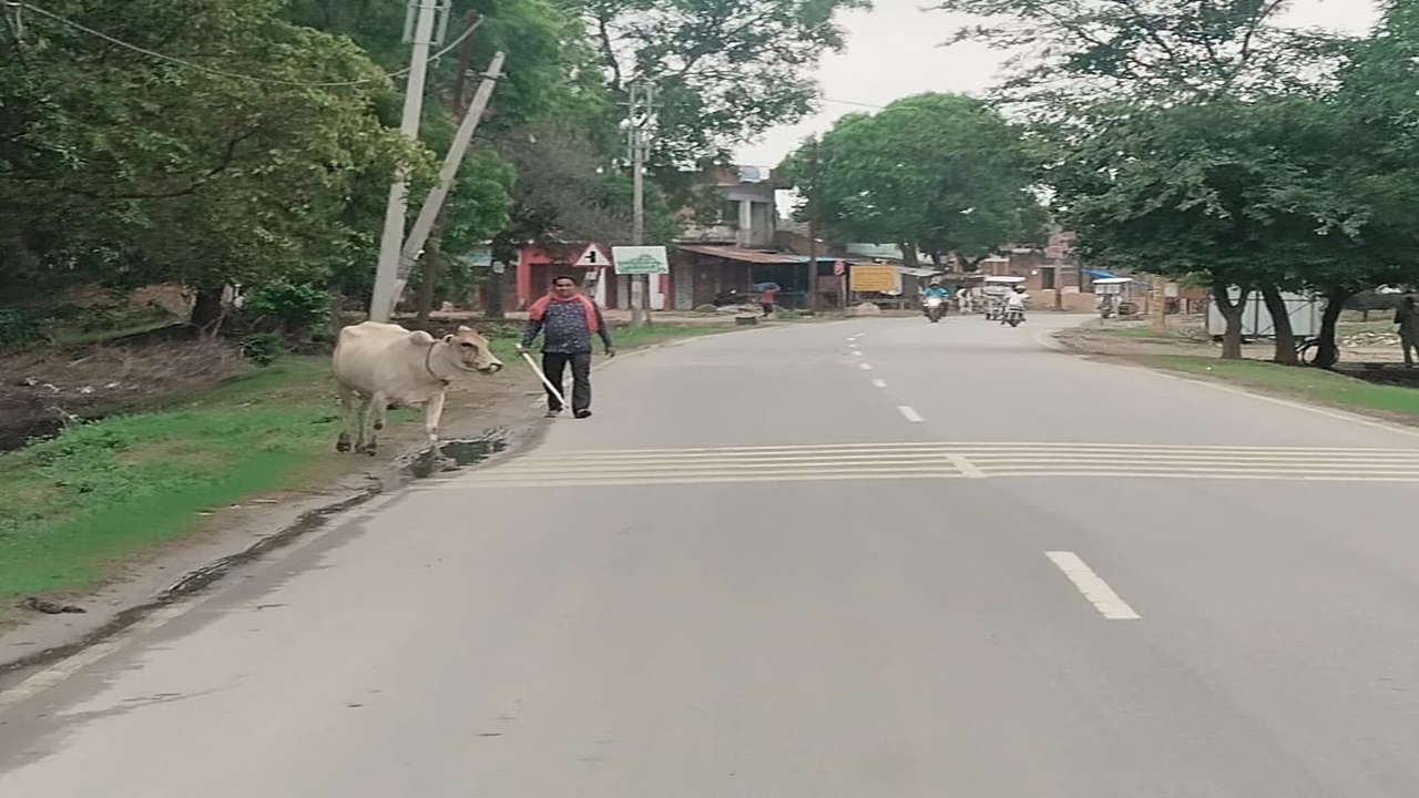 बाराबंकी: डीएम साहब को सड़क पर न दिखें बेजुबान, डंडा लेकर छुट्टा मवेशी हांकते रहे सफाईकर्मी