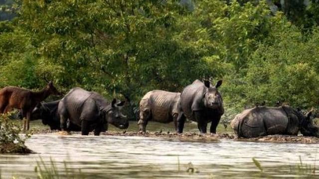 Assam flood: काजीरंगा नेशनल पार्क में 11 हॉग हिरण समेत 17 जानवरों की डूबने से मौत, 72 को बचाया 