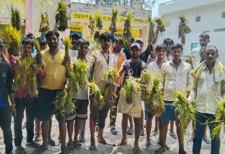 बरेली: बिजली कटौती से सूखी धान की पौध, किसानों और बिजली कर्मी में हाथापाई