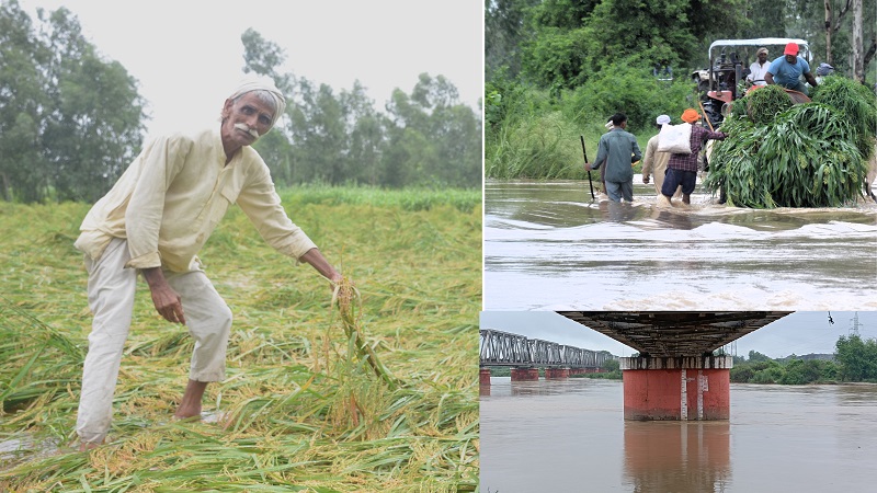 मुरादाबाद : ढेला नदी उफान पर, चार हजार बीघा फसल बर्बाद...क्षेत्रीय लोगों को आवागमन में परेशानी