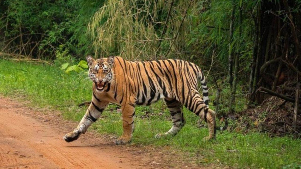 Lakhimpur Kheri: बाघ ने हमला कर बुजुर्ग किसान को किया घायल, हालत गंभीर, अस्पताल में भर्ती